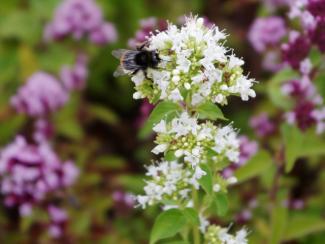 Bumblebee on Origanum